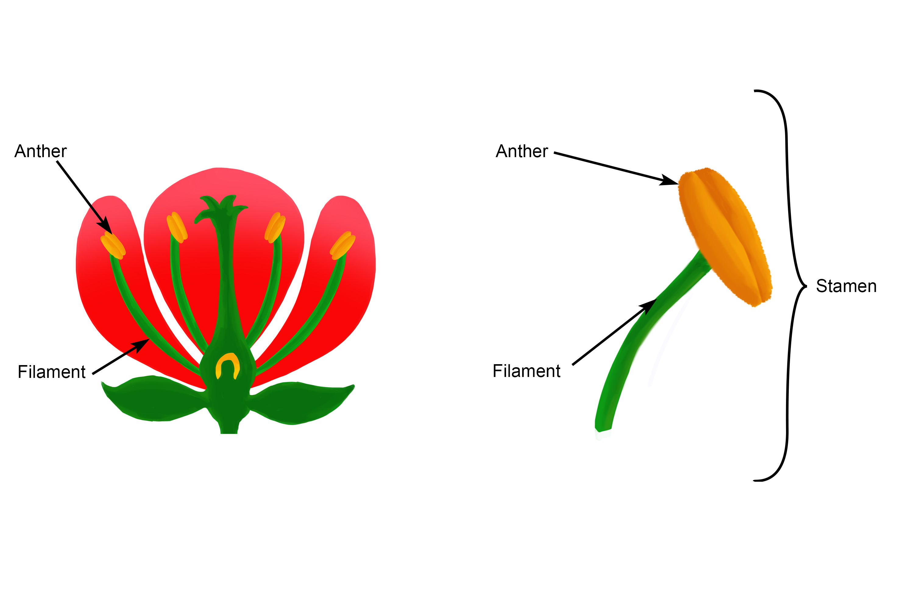 Annotated diagram of the stamen